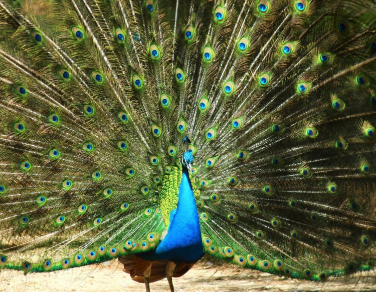 peacock-3286926